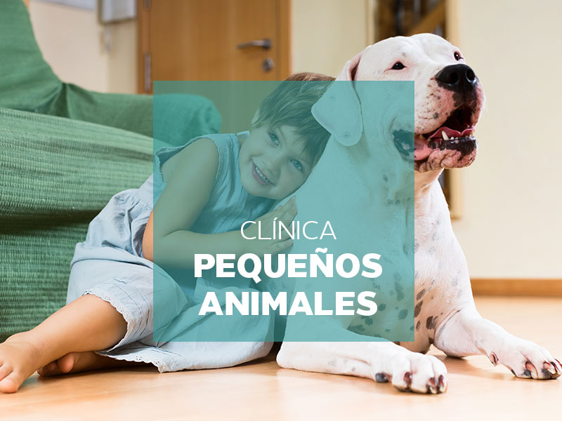 Nuestras mascotas en las mejores manos