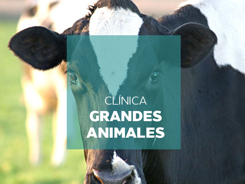 Mejor servicio Veterinario Ganadero